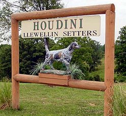 Houdini Llewellin Setters